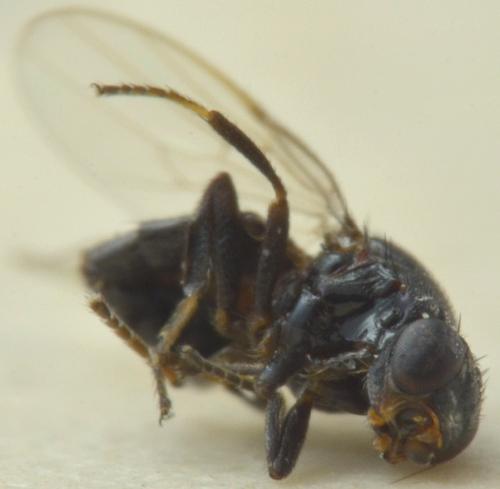 Réf. 273 730 : Polyodaspis sp.